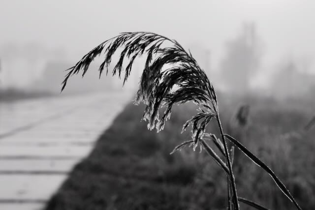 A frost-covered reed plume bending in the foreground, with a misty path blurred in the background