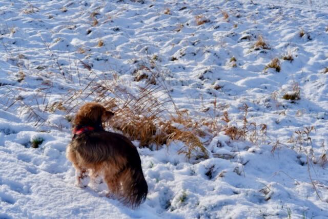Picture of my dog Chip in the snow, looking off to the right